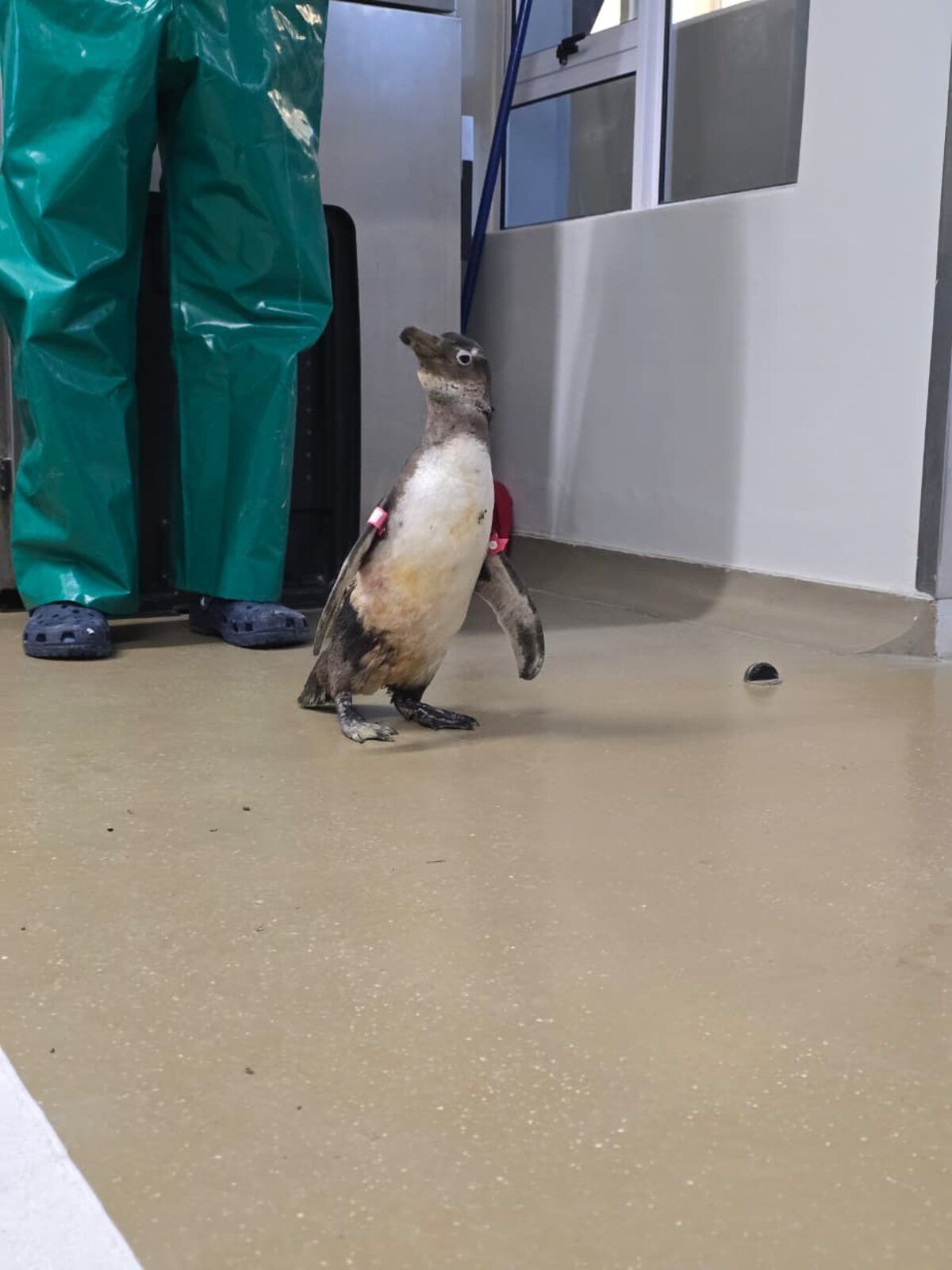 Jalapeño the penguin recovering at SANCCOB after Gordon's Bay beach rescue