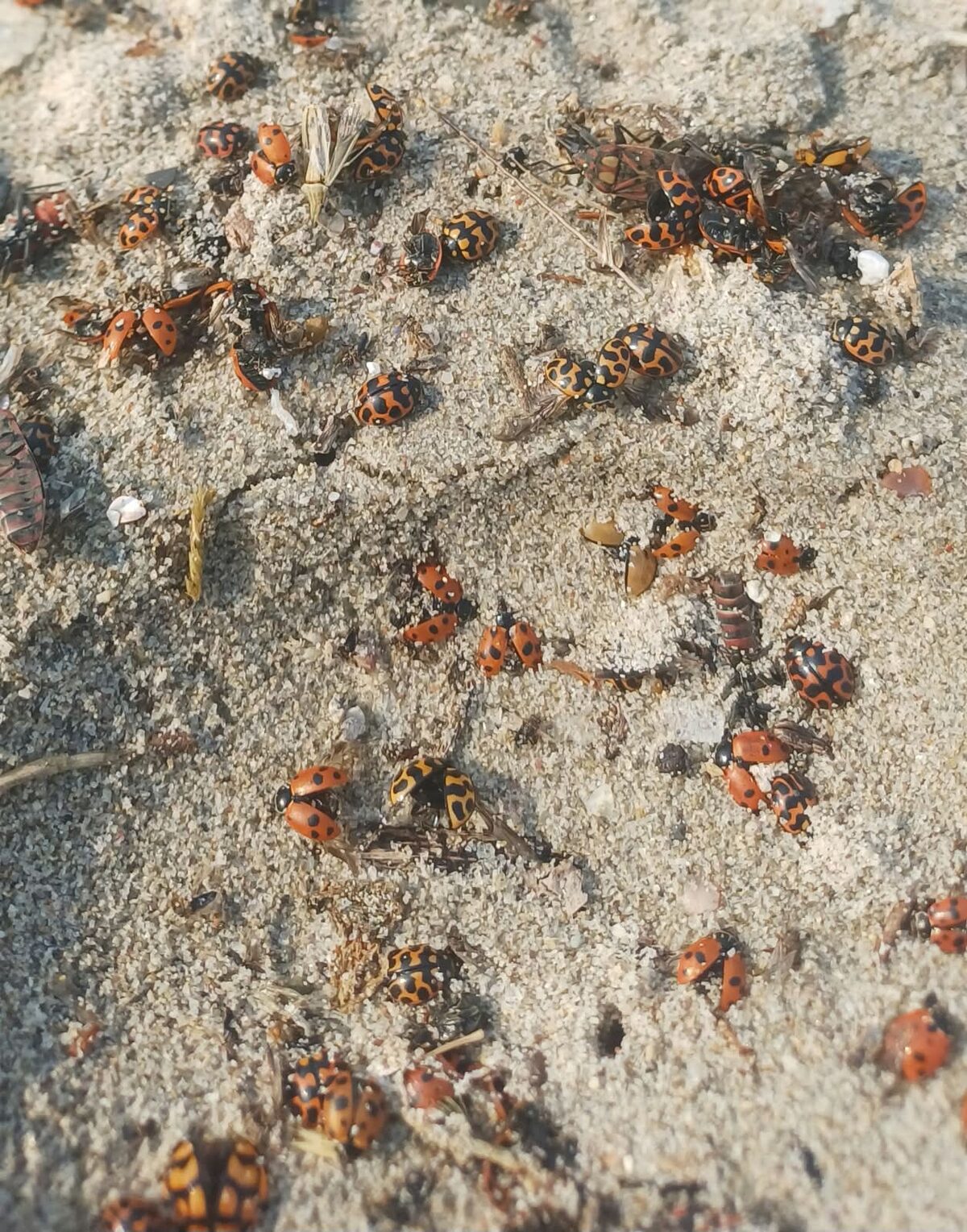 Ladybird washup on the beach.