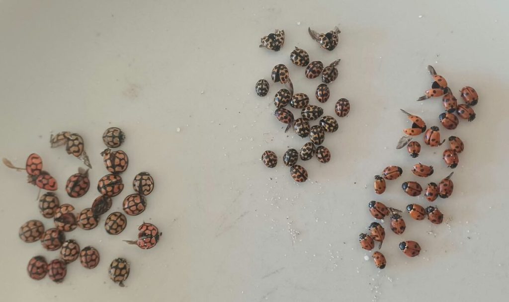 All three species together as a comparison.