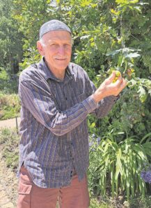 Unique discovery reveals oak trees are living musical wind instruments