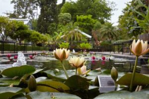 US Botaniese Tuin bied flora fees as deel van eeufeesviering aan