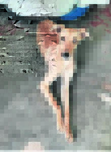 ‘Skywalker’ rescued from Engineering Faculty’s roof