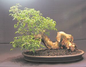 Pierneef-en-bonsai-verrassing by museum