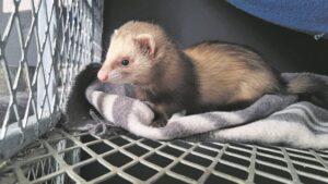 Beware of all the feral risks of keeping a pet ferret