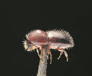 Stellenbosch, Cape Town infestation used to develop new protocol on invasive beetle