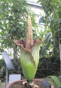 Titan Arum Lily’s majestic flower blooms