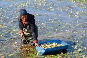 Festival fun in the Boland