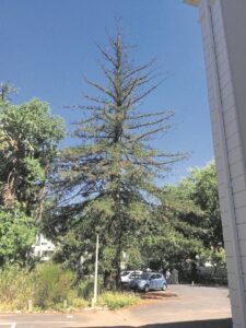 Reus hou wag oor die dorp