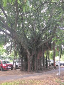 Wildevybome gedy in Eikestad