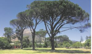 Hugenote bring kroonden saam