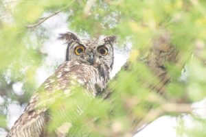 PHOTO: Spotted eagle owl seen at luxury S’bosch estate