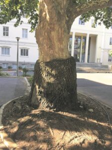 Prof. met skuins humor se boom