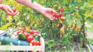 Departement van Landbou help só plaaslike gesinne