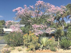 Kapokboom nie so hoog in SA as elders ter wêreld