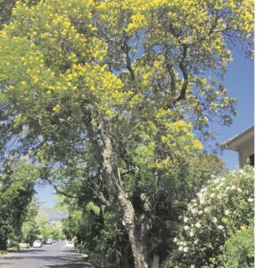 Lang ‘trane’ in straat