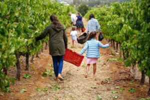 Harvest fest coming to Stellenbosch this summer
