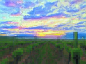 LESER’S FOTO: Sonsopkoms oor die wynlande