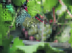 Wingerd-werkers kan nou vir leerprogram inskryf