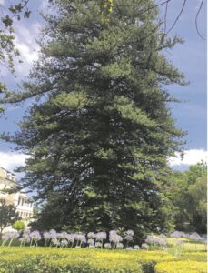 Norfolkden op ‘eiland’ geplant