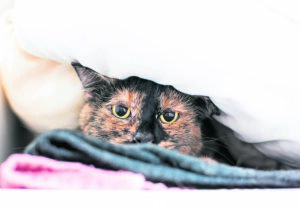 Tref voorsorg vir jou troeteldiere oor die feesseisoen