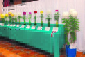 Min so mooi as pronk-krisante