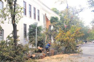 Farms planting oaks again
