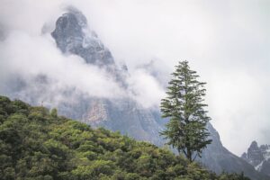 Bibberkoud in Stellenbosch