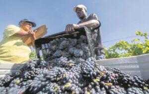 Goeie wynoes in 2025 verwag