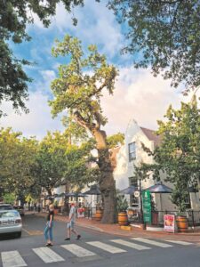 Eikebome raak nou indringers en kan Stellenbosch se landskap verander