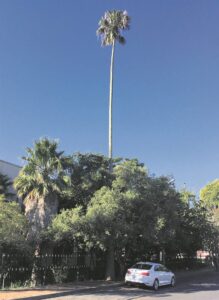 Die palm nie ’n boom