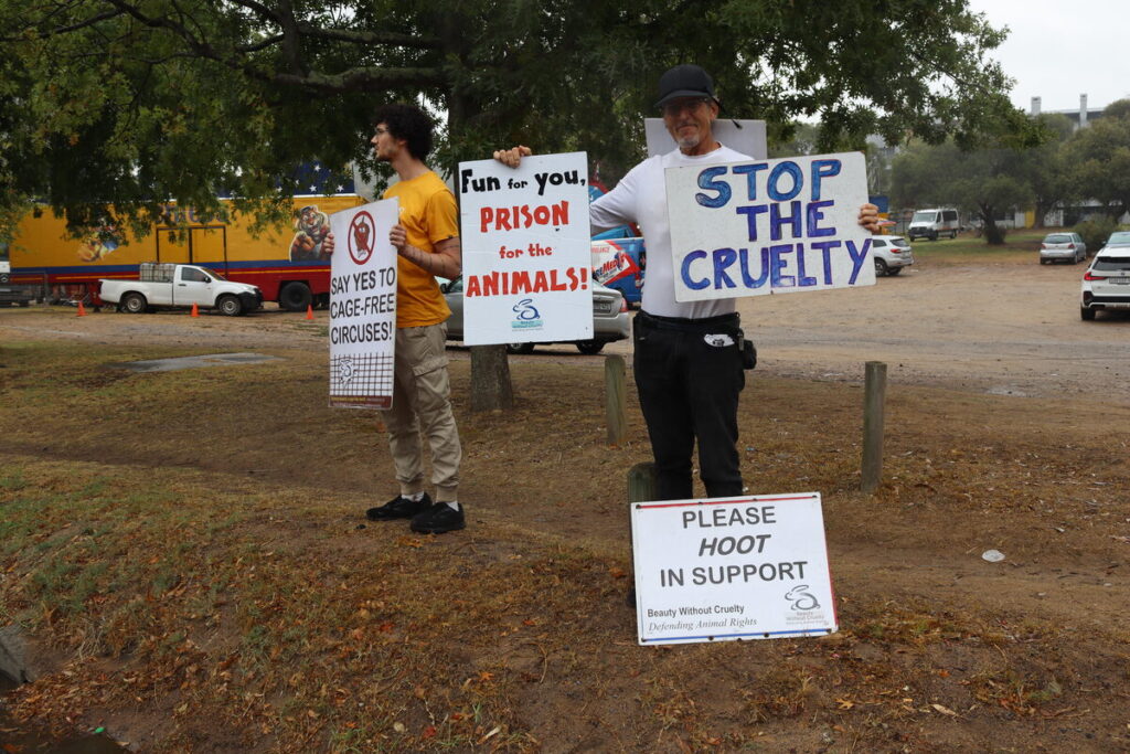 The circus came to town, but not everyone was happy about it. The McLaren Circus turned the corner of Adam Tas Road and Merriman Avenue into circus grounds last week (Wednesday 19 to Sunday 23 March) but protesters of Beauty Against Cruelty were outside of the venue urging locals to not support the circus. McLaren have various animals as part of its two hour long program, ranging from horses to tigers and lions. According to Chad Cupido, CEO of Beauty Against Cruelty SA, visitors should keep in mind that two hours of fun at the circus is a lifetime of suffering for the animals involved. Various countries have banned animals in circuses and locally Beauty Against Cruelty SA have work for more than a decade to see the same happen here. According to McLaren Circus, it an "animal friendly loving circus" and a high standard of animal care is always maintained.