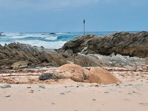 WATCH: Rare elephant seal moulting stuns beachgoers