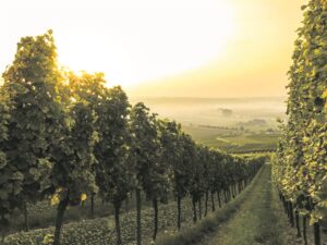 Gesoek: Suid-Afrika se mees gesogte terroir-gedrewe wyne