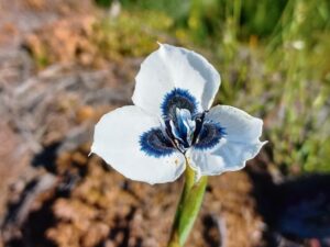 Seldsame blom ‘herrys’ in berg