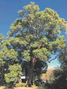 Dié appel val reg langs die boom