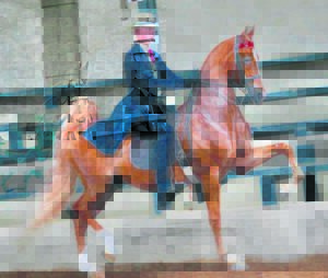 Topleerder ken sy sit