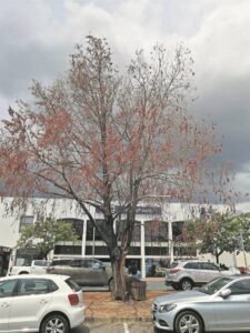 Moeras-sipres op Klipkoppie het interessante storie