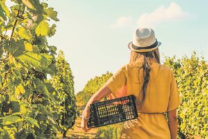 7th annual Wine Tourism Conference to be held in Stellenbosch