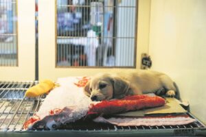 Crucial items for that ideal pet first-aid kit which can be a real lifesaver during minor emergencies