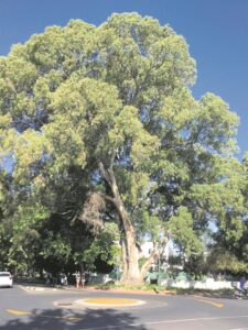 Dié bloekoms is kampioene!