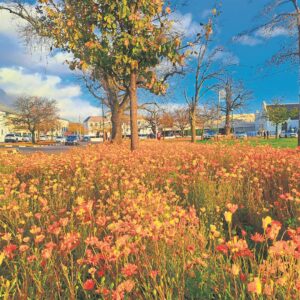 LESER’S FOTO: Blom in volle glorie