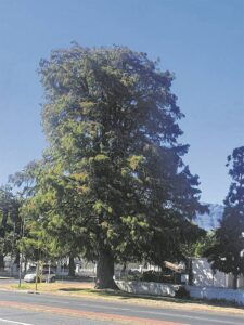 Moeras-sipres groei oral goed