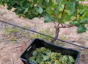 Moeilike jaar wag vir SA wynbedryf