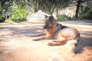 Melcks of Muratie celebrate the estate’s beloved dogs