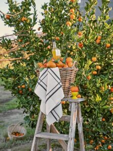 A celebration of citrus in Franschhoek