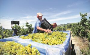 Wyndruifoes vir 2025 lyk sover belowend