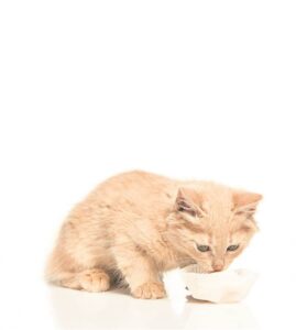 Jong honde en katte benodig ook ’n goeie dieet