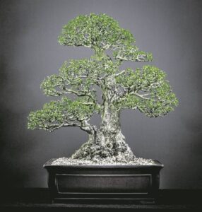 Groot bonsaiskou in Stellenbosch