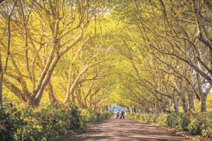 FOTO: Jaar word ryp in goue akkerblare
