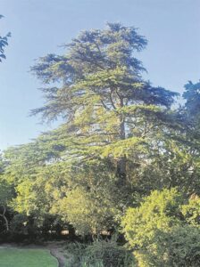 Dié seders is ‘heilige bome’